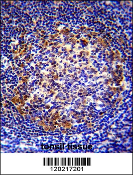 PAX5 Antibody
