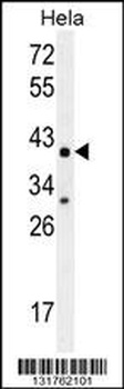 CYC1 Antibody