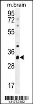 CYC1 Antibody