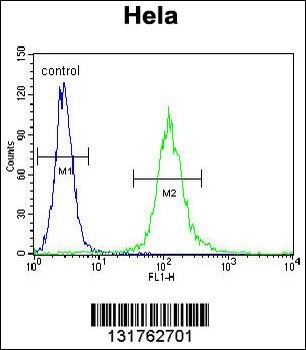 CYC1 Antibody