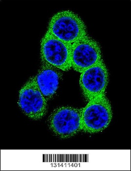 EFNB2 Antibody
