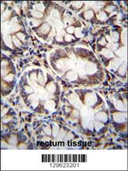 CACNG8 Antibody