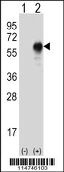 OIT3 Antibody