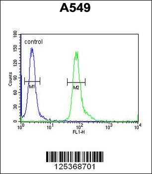 NOL4L Antibody