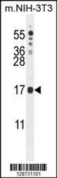 IQCJ Antibody