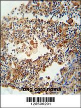 OR9Q1 Antibody