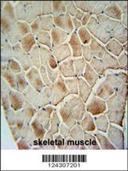 COX10 Antibody