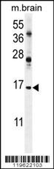 ENSA Antibody