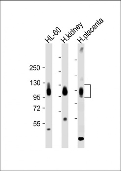 SLC3A2 Antibody