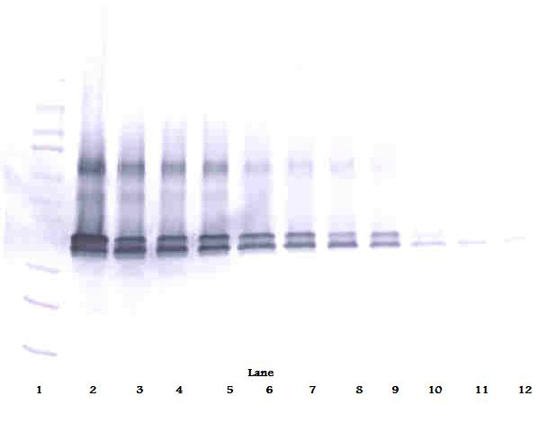 Vegfa Antibody