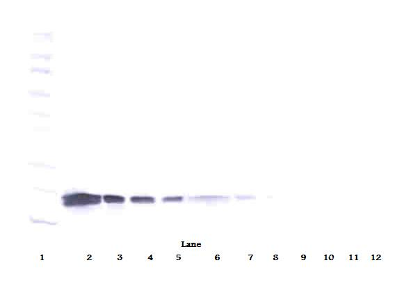 Vegfa Antibody