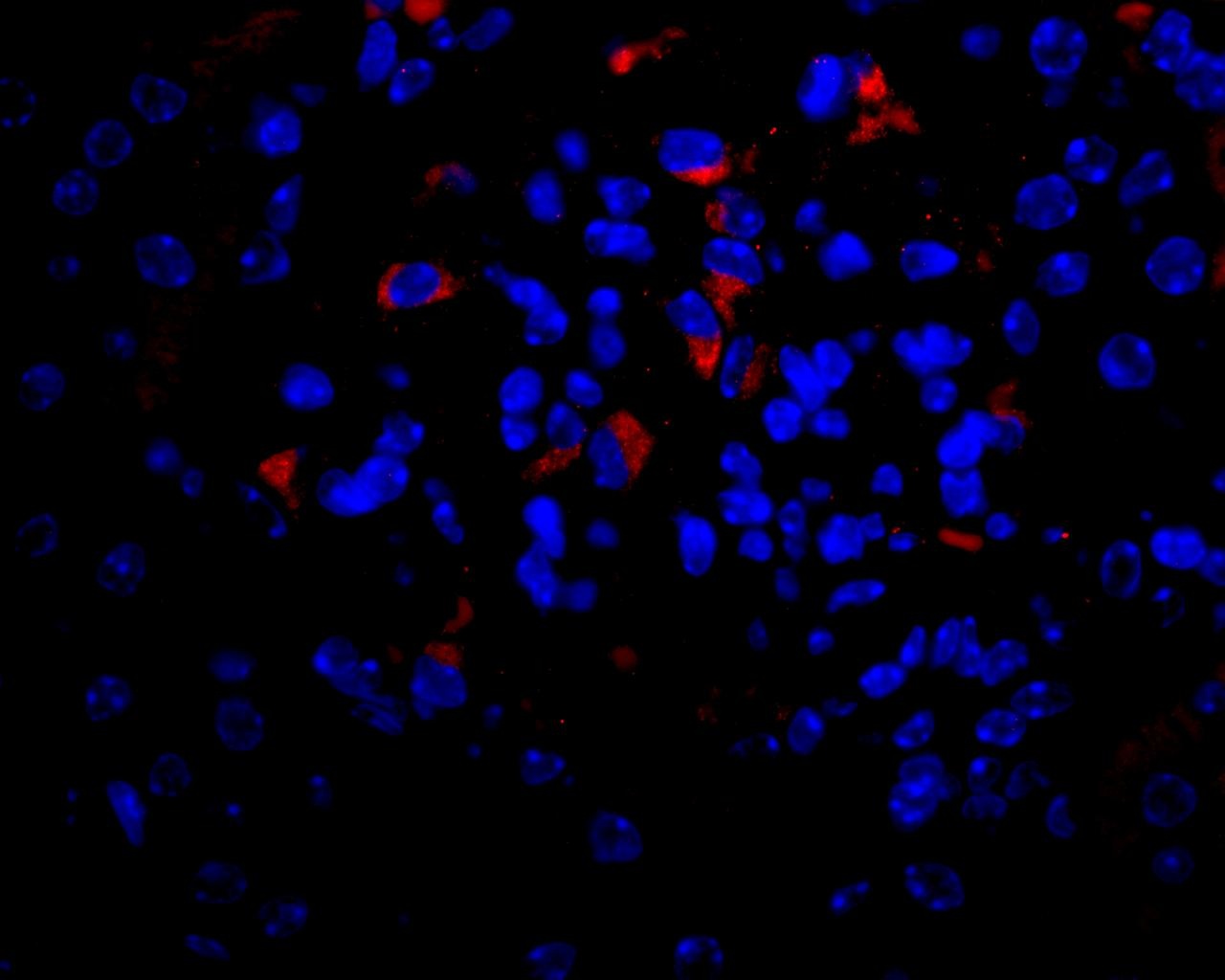 Vegfa Antibody