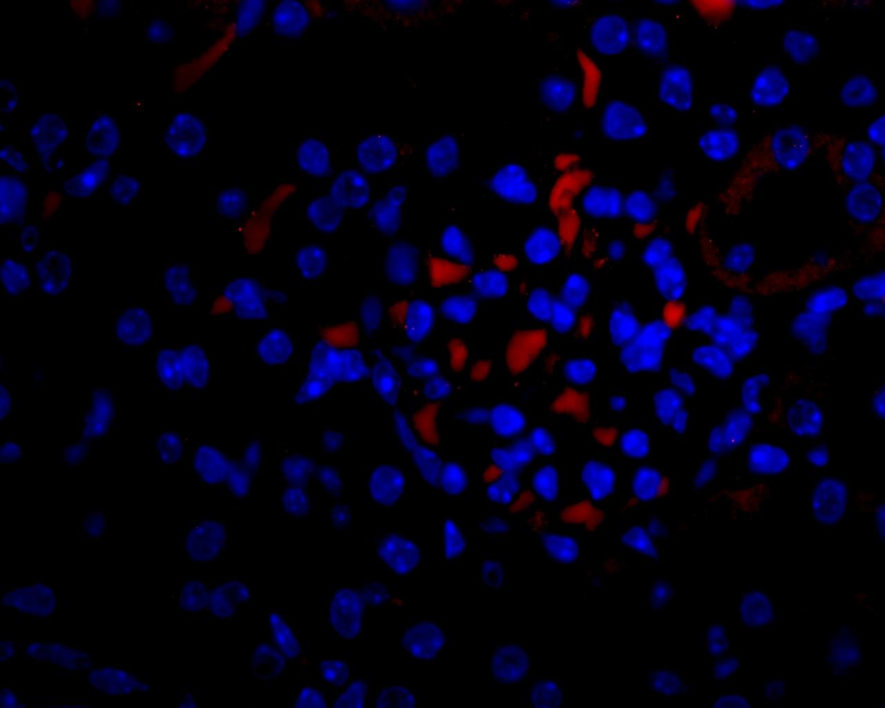 Vegfa Antibody