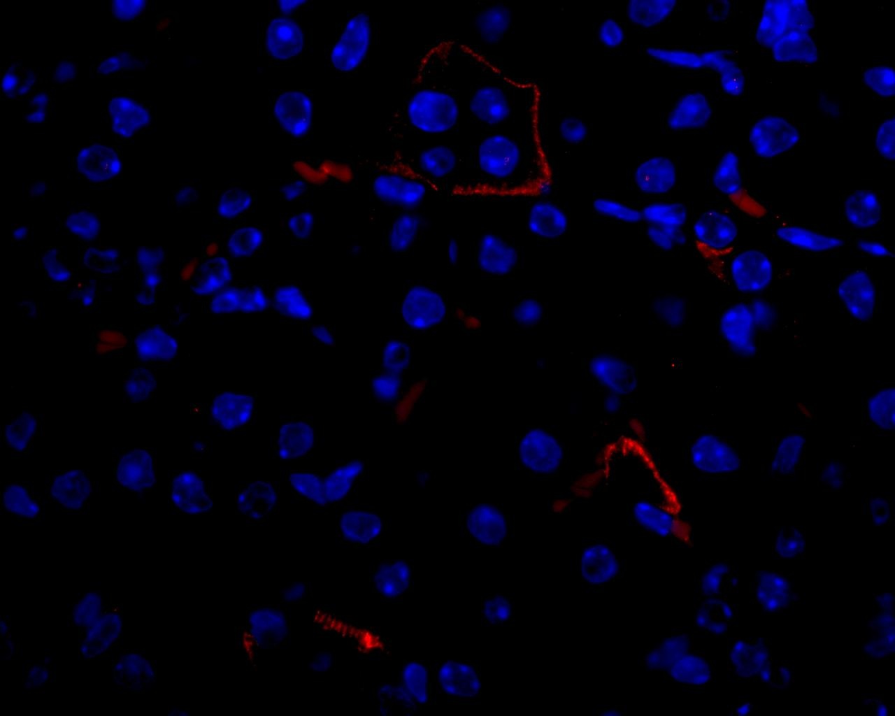 Vegfa Antibody