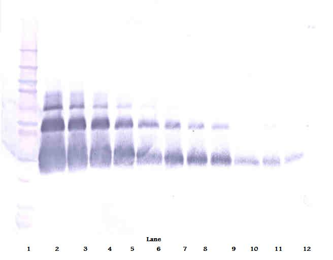 VEGFA Antibody
