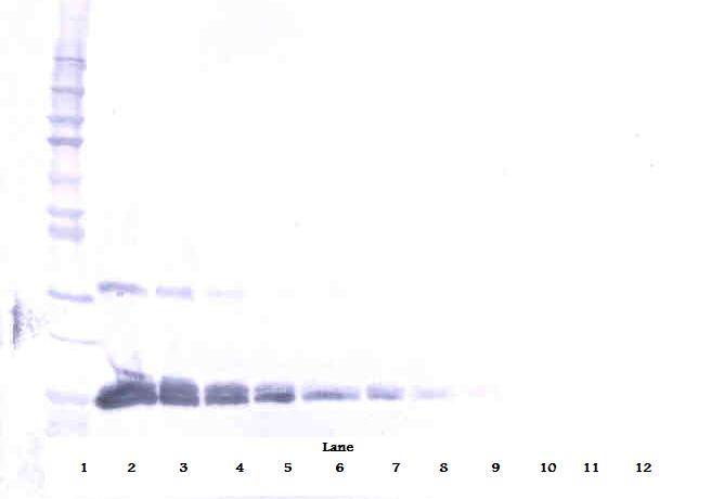 VEGFA Antibody