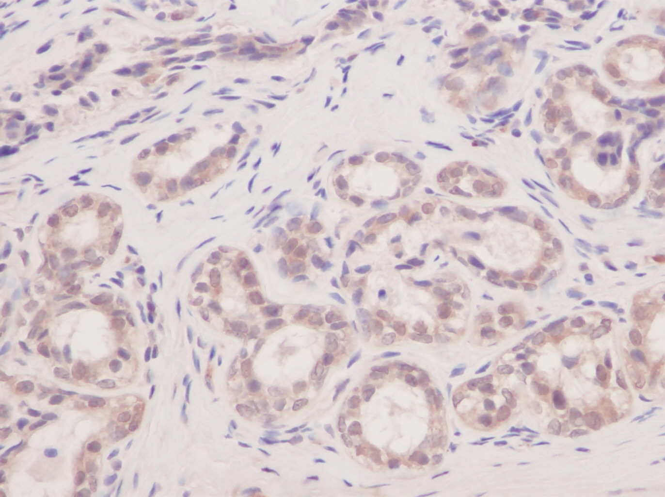 VEGFA Antibody