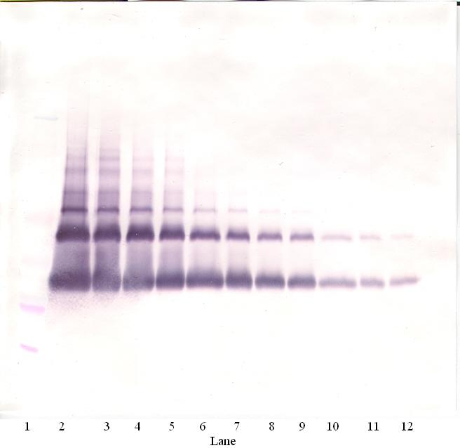 VEGFA Antibody