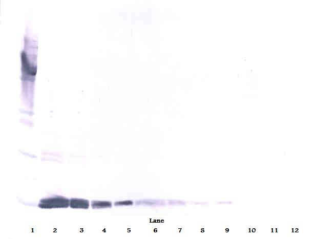 VEGFA Antibody