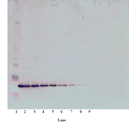 THPO Antibody