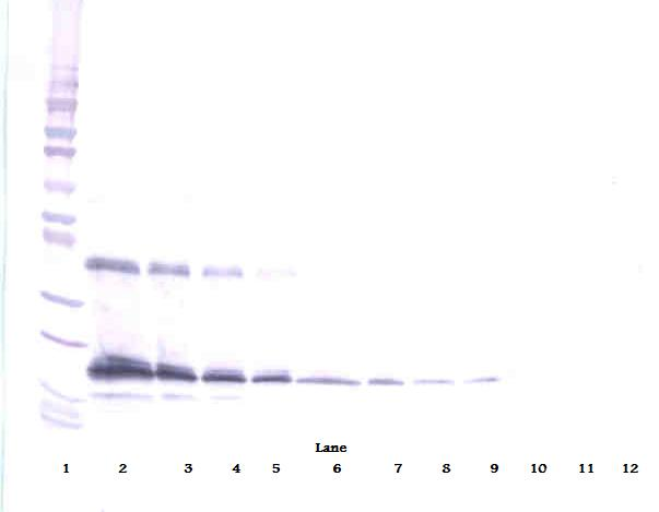 THPO Antibody