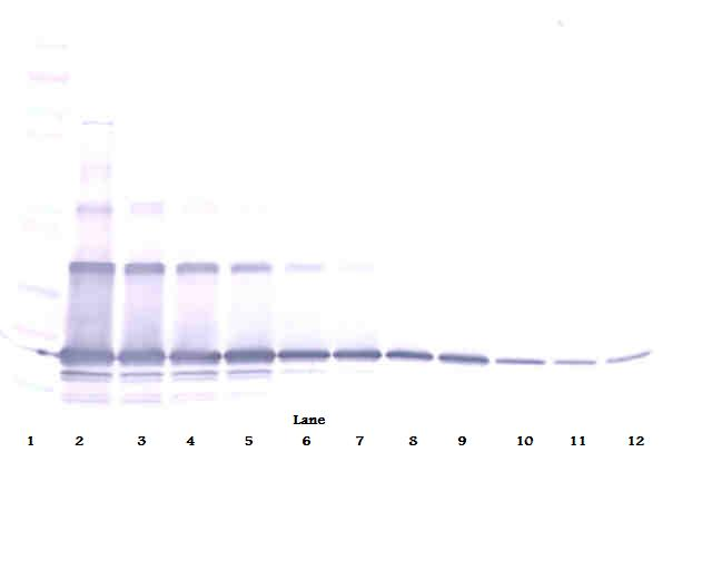TNFSF11 Antibody (Biotin)