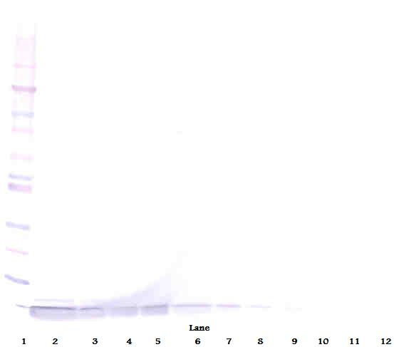 DEFA1 Antibody (Biotin)