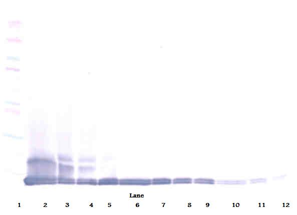 Ccl12 Antibody (Biotin)