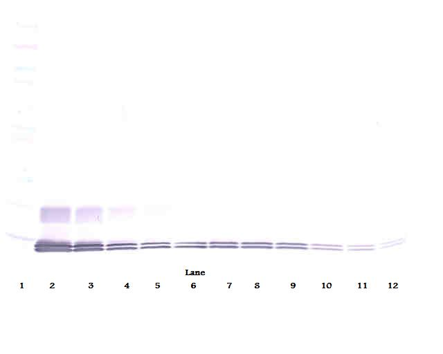 Ccl7 Antibody (Biotin)