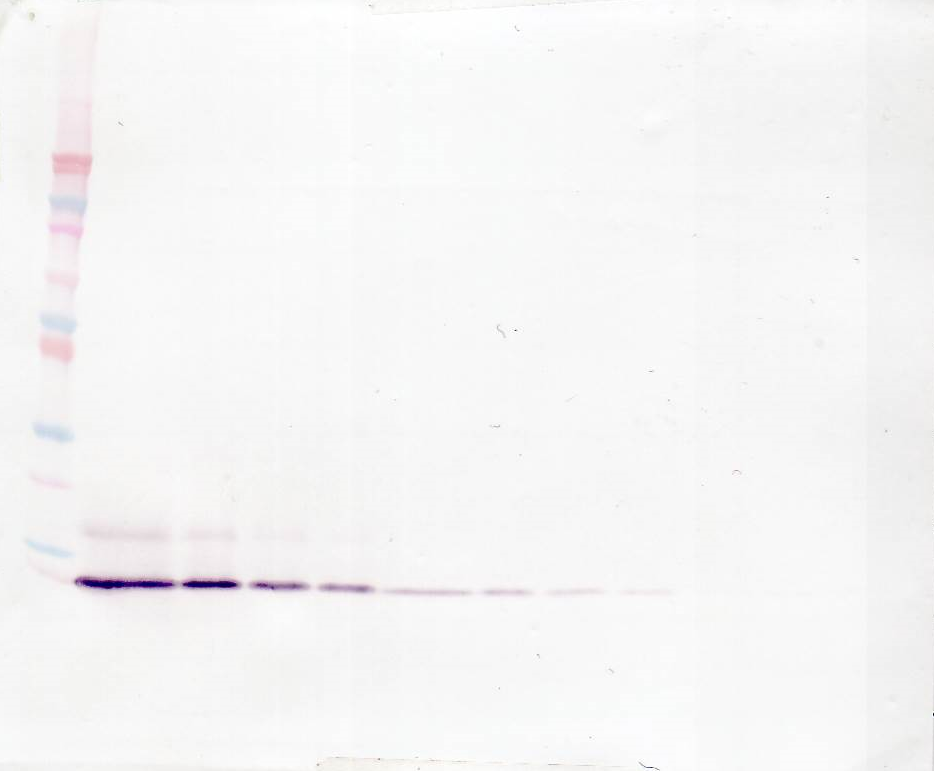 IL8 Antibody (Biotin)