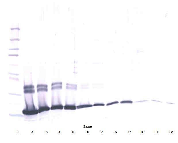 IL-2 Antibody