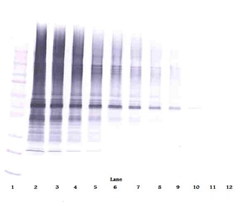 NAMPT Antibody