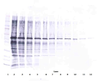 NAMPT Antibody