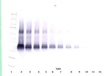 Vegfa Antibody