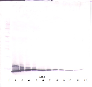 IL-2 Antibody