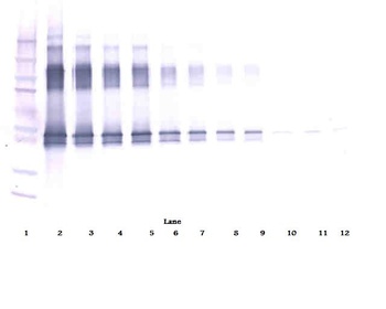 SERPINA12 Antibody (Biotin)