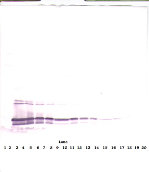 MIA2 Antibody
