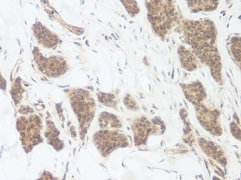 WNT3A Antibody