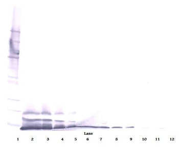 CXCL14 Antibody