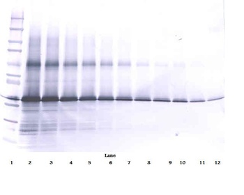 IGFBP3 Antibody (Biotin)
