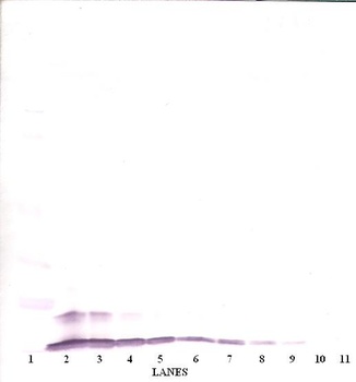 Ccl4 Antibody