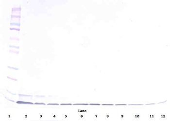 DEFB1 Antibody
