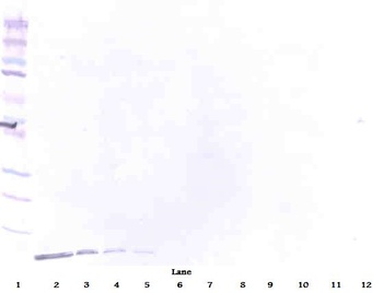 DEFB1 Antibody