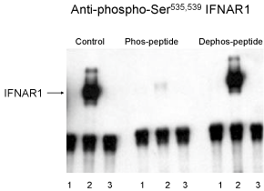 IFNAR1 Antibody