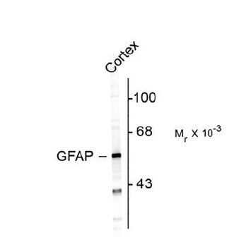 GFAP Antibody