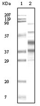 KSHVK8a Antibody [8C12G10G1]