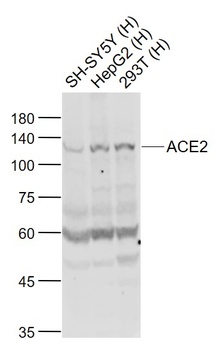 ACE2 Antibody