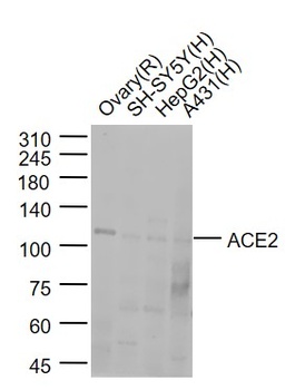 ACE2 Antibody