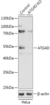 ATG4D Antibody