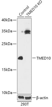 TMED10 Antibody